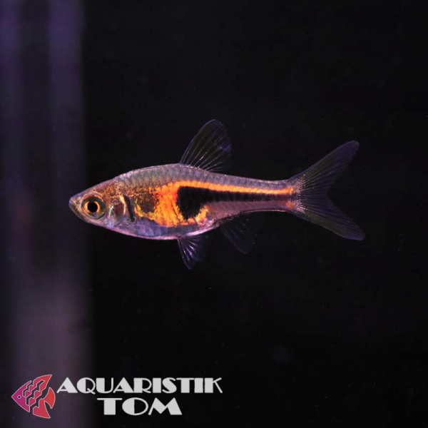 Espes Keilfleckbärbling, Trigonostigma (Rasbora) espei